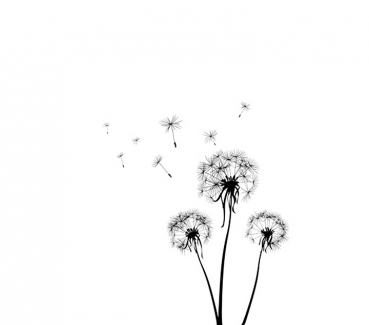 Pusteblume