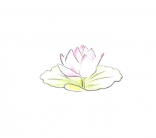Lotusbl�te im Wasser